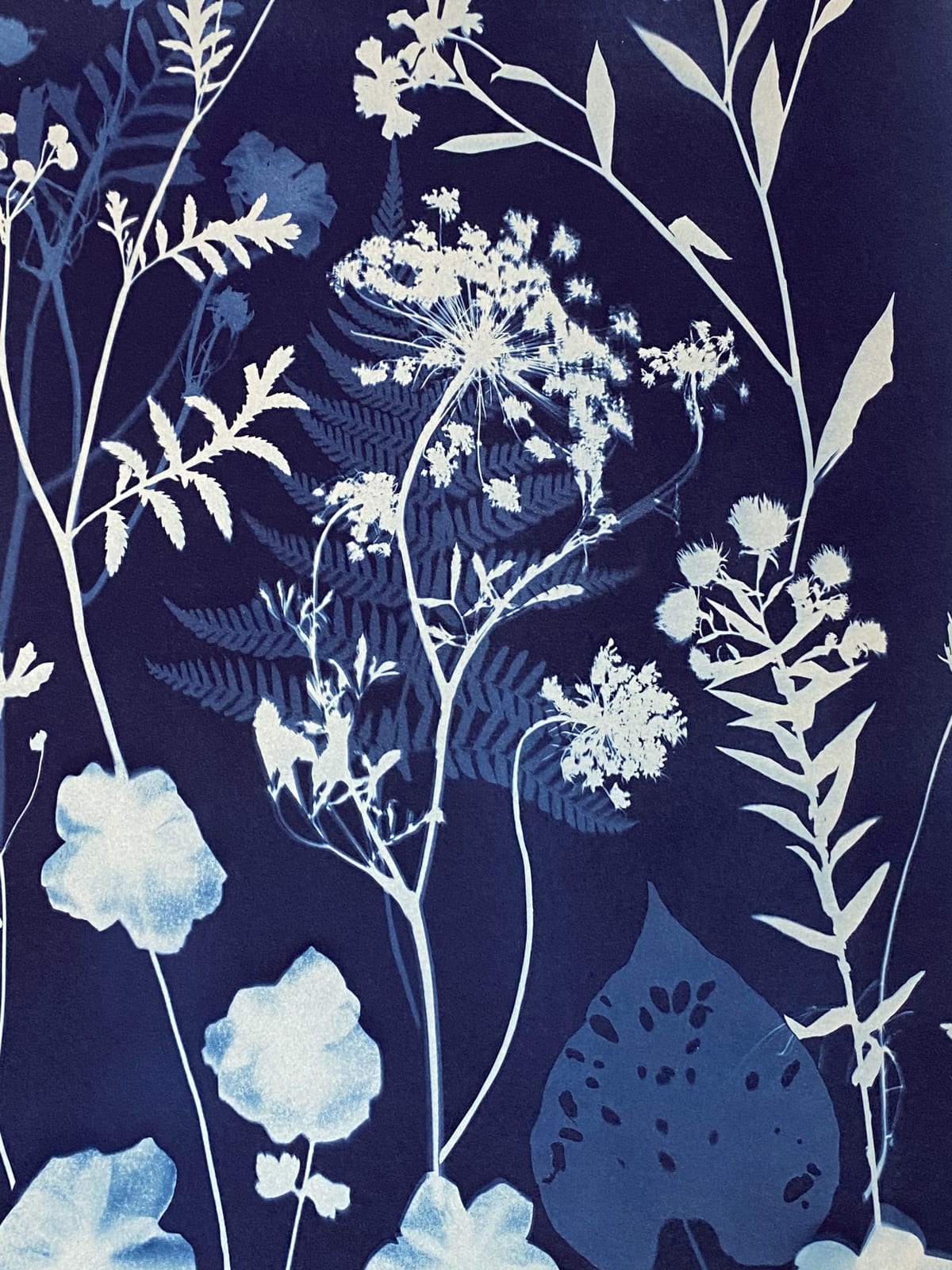 Julia Whitney Barnes, Cyanotype Painting (Anemones, Rose of Sharon, Queen Anne's Lace, Floor Pattern), 2021