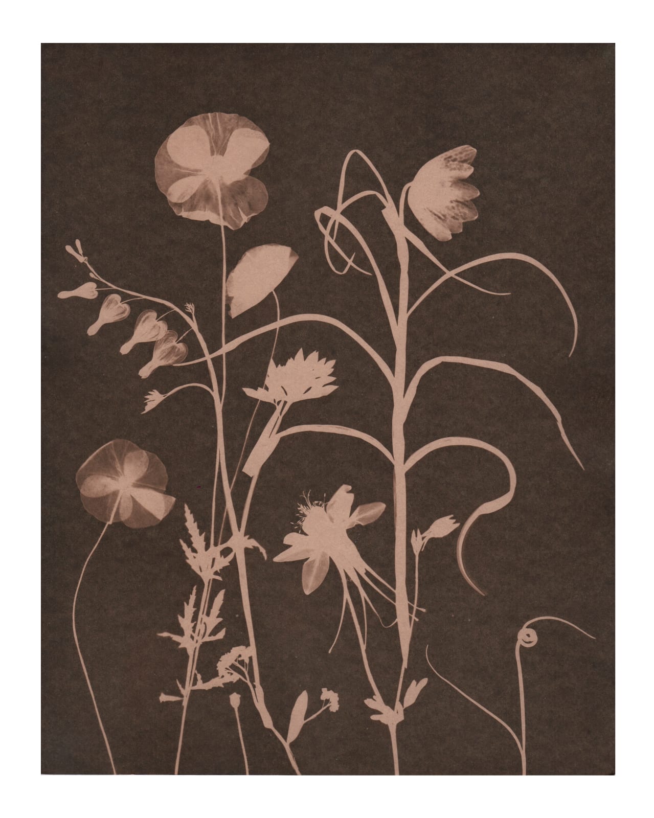Julia Whitney Barnes, Cyanotype Painting (Tea Toned Poppies, Fritillaria, Bleeding Hearts), 2021