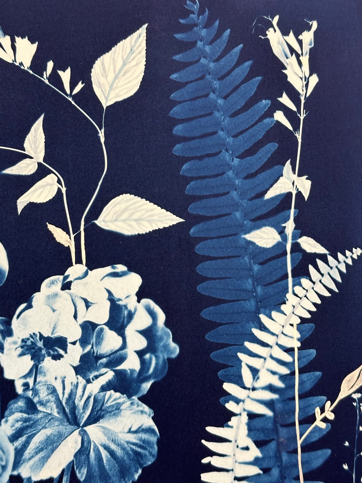 Julia Whitney Barnes, Nocturnal Nature (Geranium, Ferns, Hummingbird, etc.), 2021
