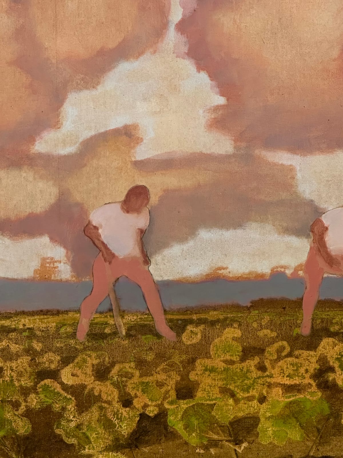 David Konigsberg, Cabbage Field, 2023