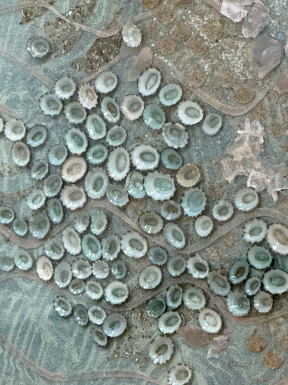 Eleanor White, Shallows, 2023