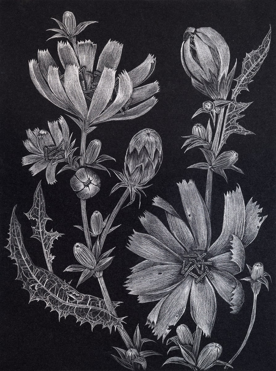 Margot Glass, Chicory 2, 2022