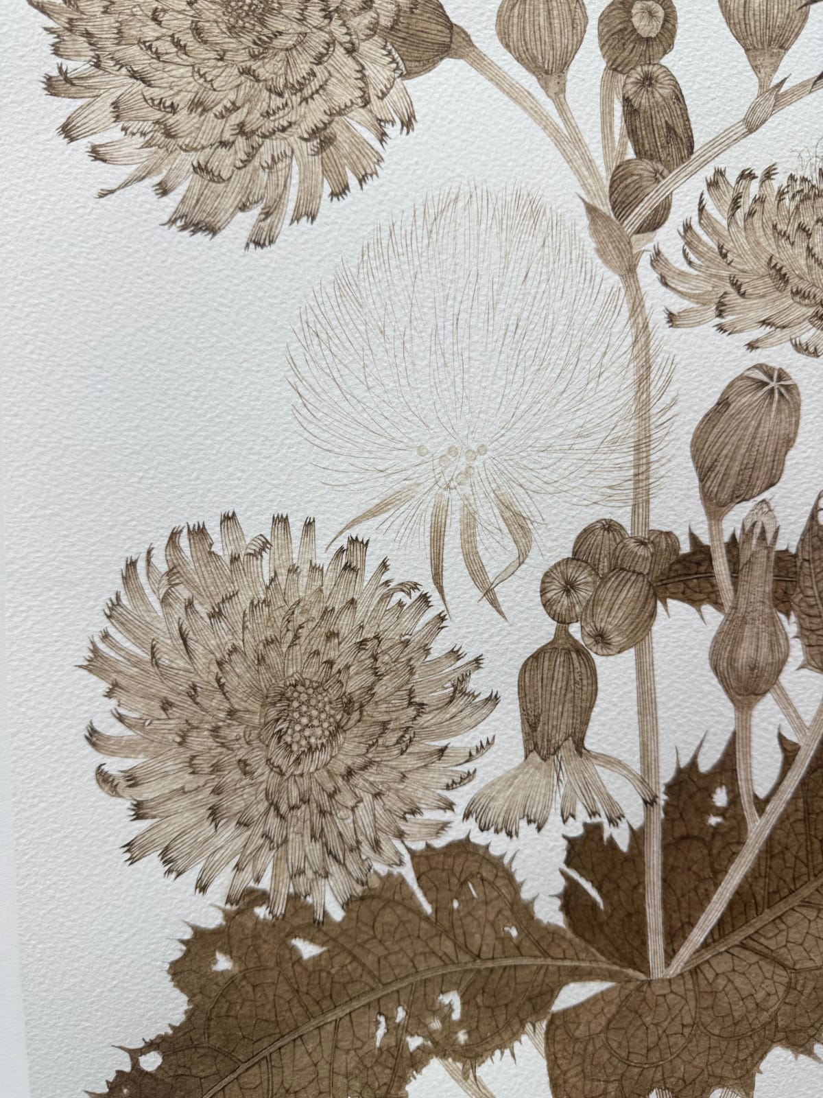 Margot Glass, Sow Thistle 01, 2025