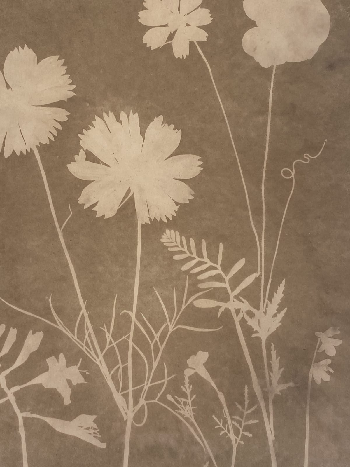 Julia Whitney Barnes, Cyanotype Painting (Tea Toned Cosmos, Poppies, etc), 2021
