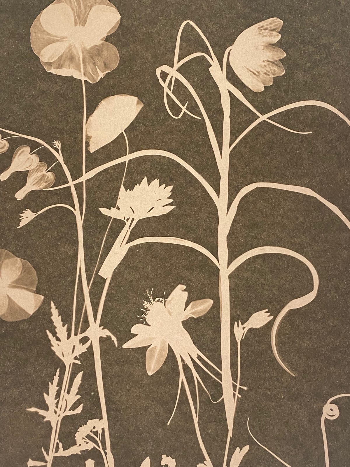 Julia Whitney Barnes, Cyanotype Painting (Tea Toned Poppies, Fritillaria, Bleeding Hearts), 2021
