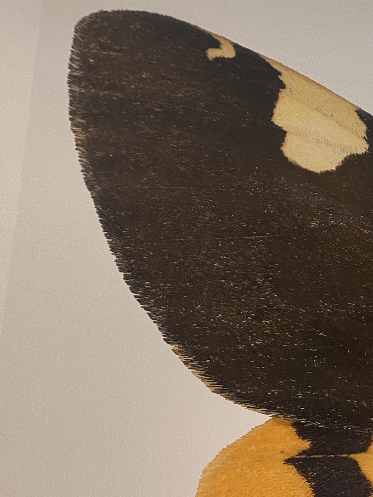 Joseph Scheer, Pericallia matronula male, 2015