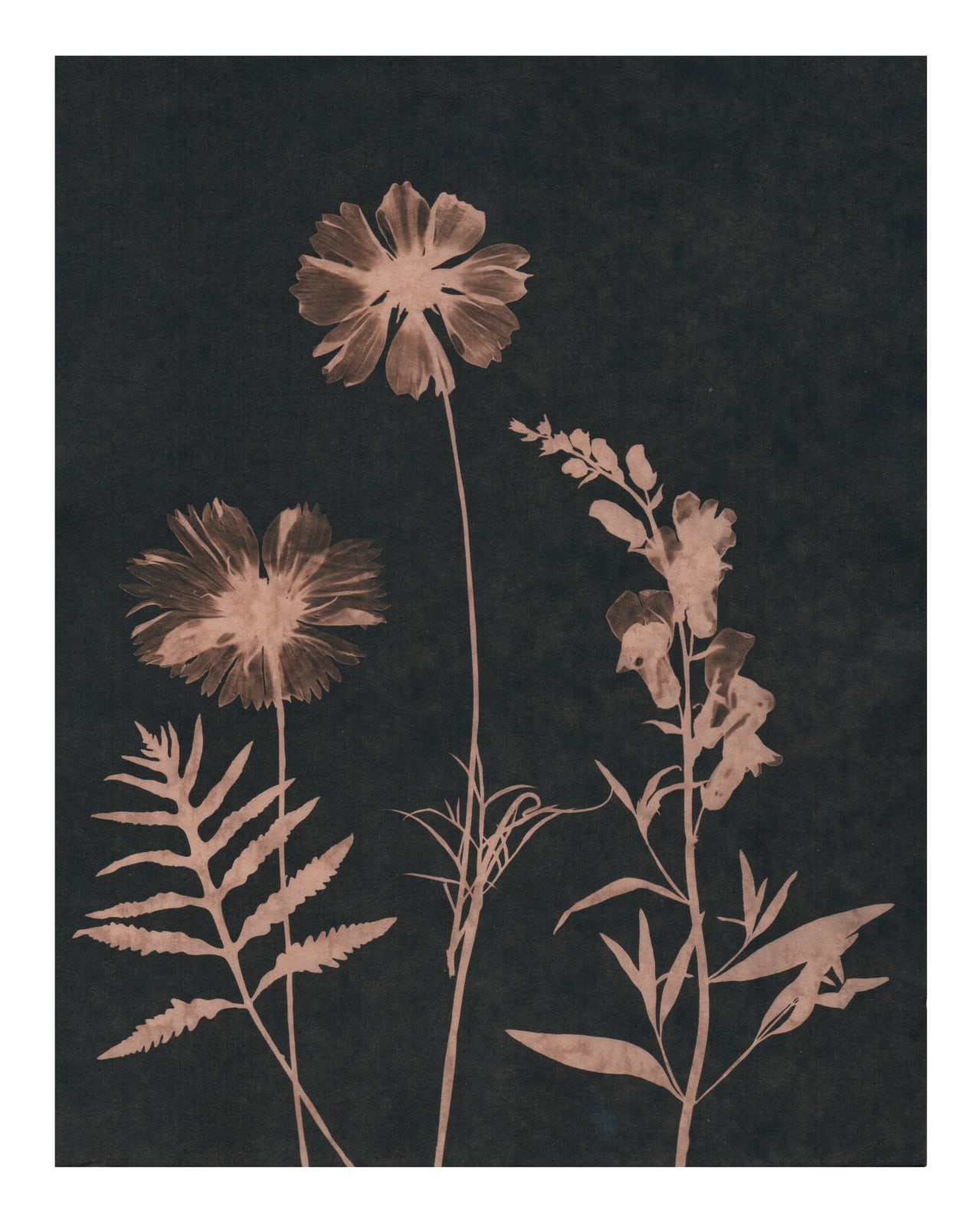 Julia Whitney Barnes, Cyanotype Painting (Tea Toned Cosmos, Sweet Peas, Fern, etc) , 2021