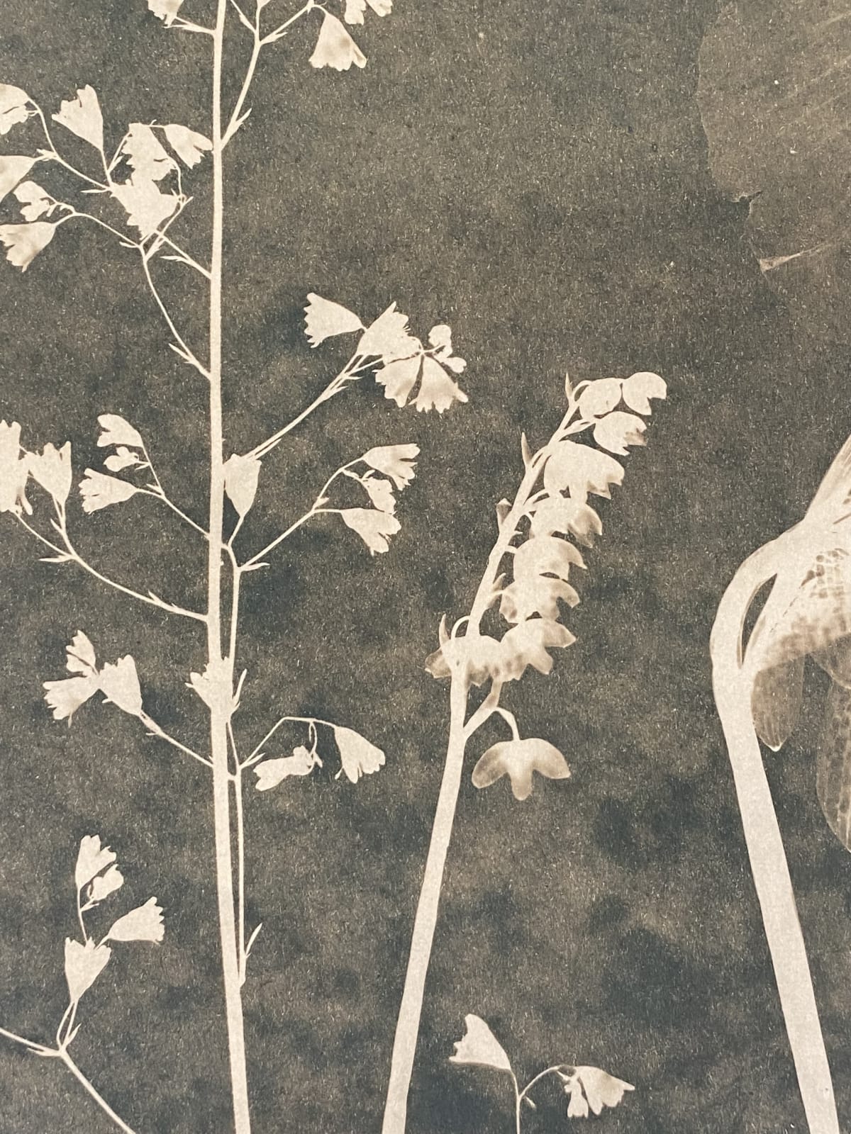 Julia Whitney Barnes, Cyanotype Painting (Tea Toned Orchids, Rose of Sharon, etc), 2021
