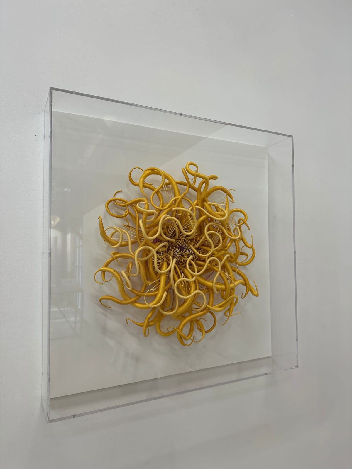 Catherine Latson, Specimen 40, 2024