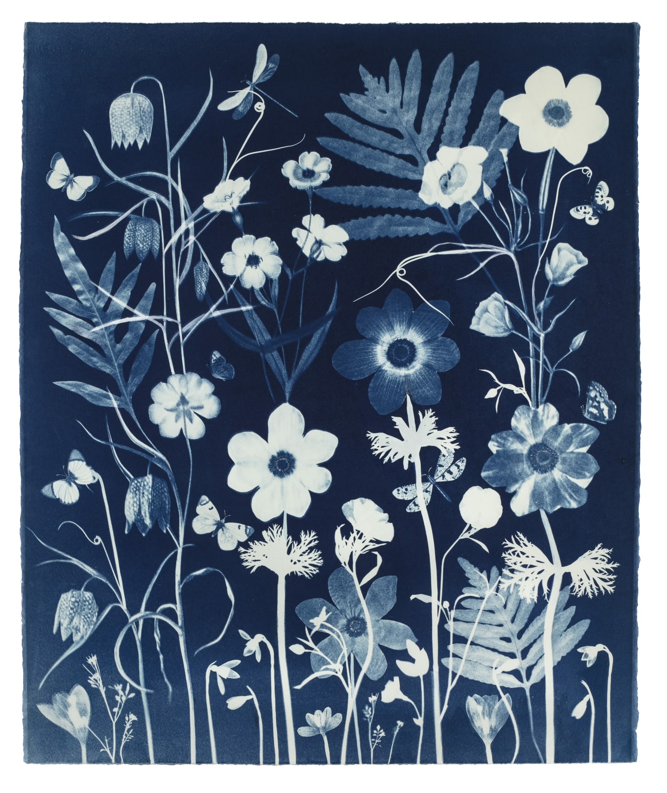 Julia Whitney Barnes, Cyanotype Painting (Anemones, Ferns, Fritillarias, Snowdrops, Pollinators, etc.), 2021