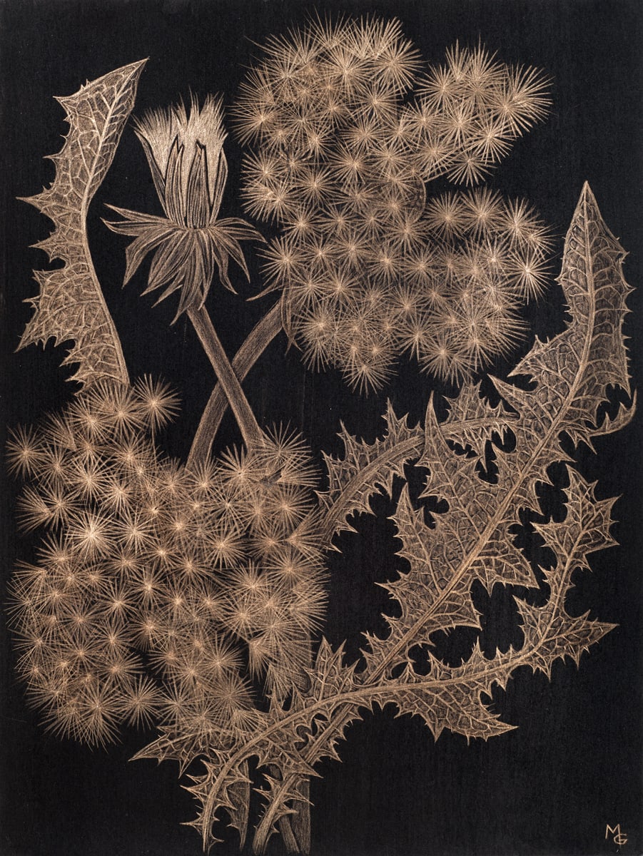 Margot Glass, Dandelion with Bud, 2018