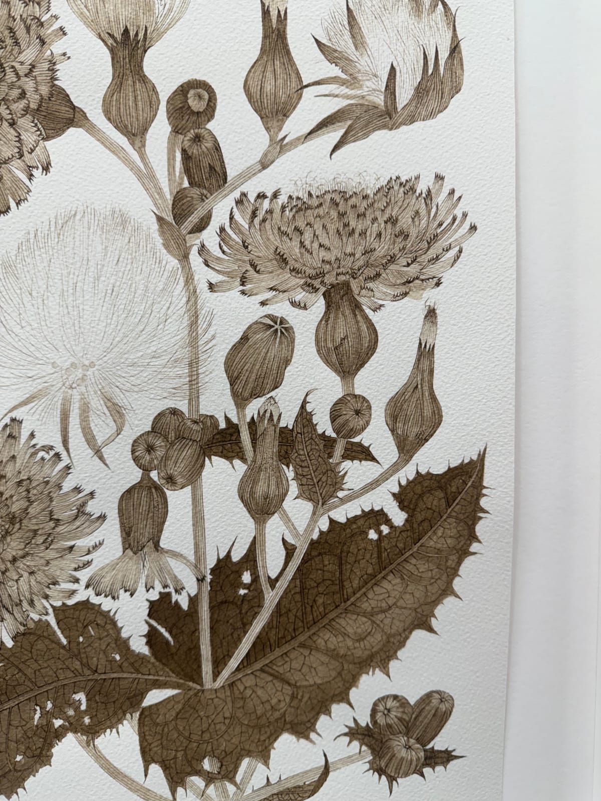 Margot Glass, Sow Thistle 01, 2025