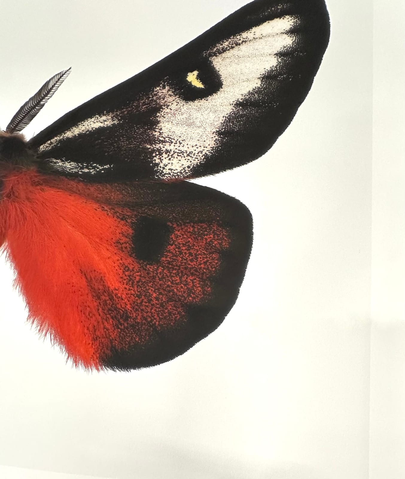 Joseph Scheer, Hemileuca electra cleo, 2006