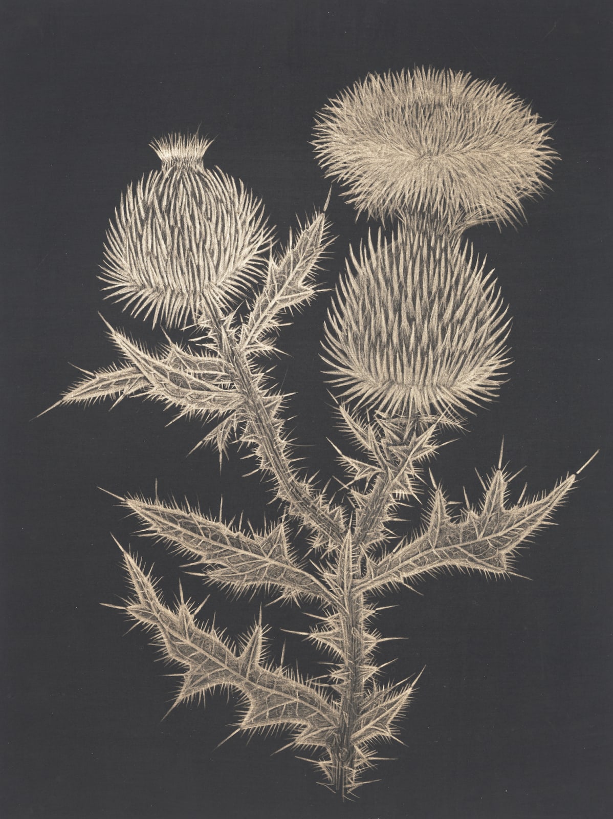 Margot Glass, Thistle, 2020
