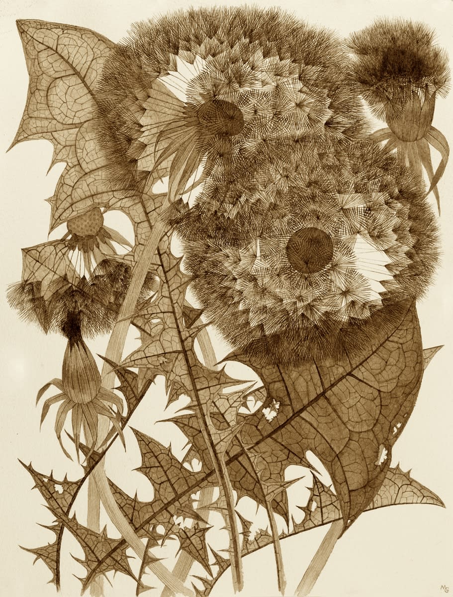 Margot Glass, Three Dandelions with Buds, 2024