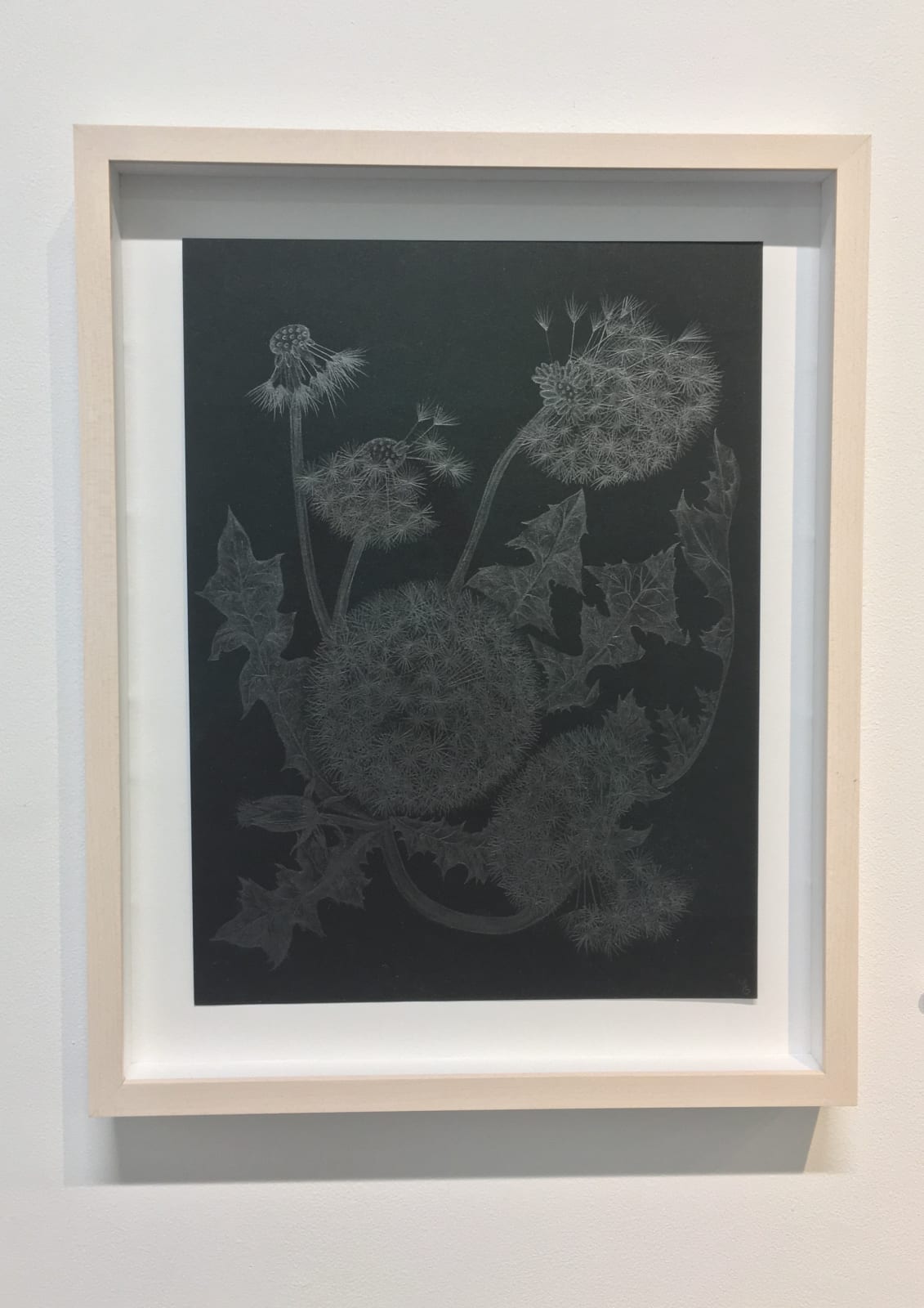Margot Glass, Five Dandelions, 2018