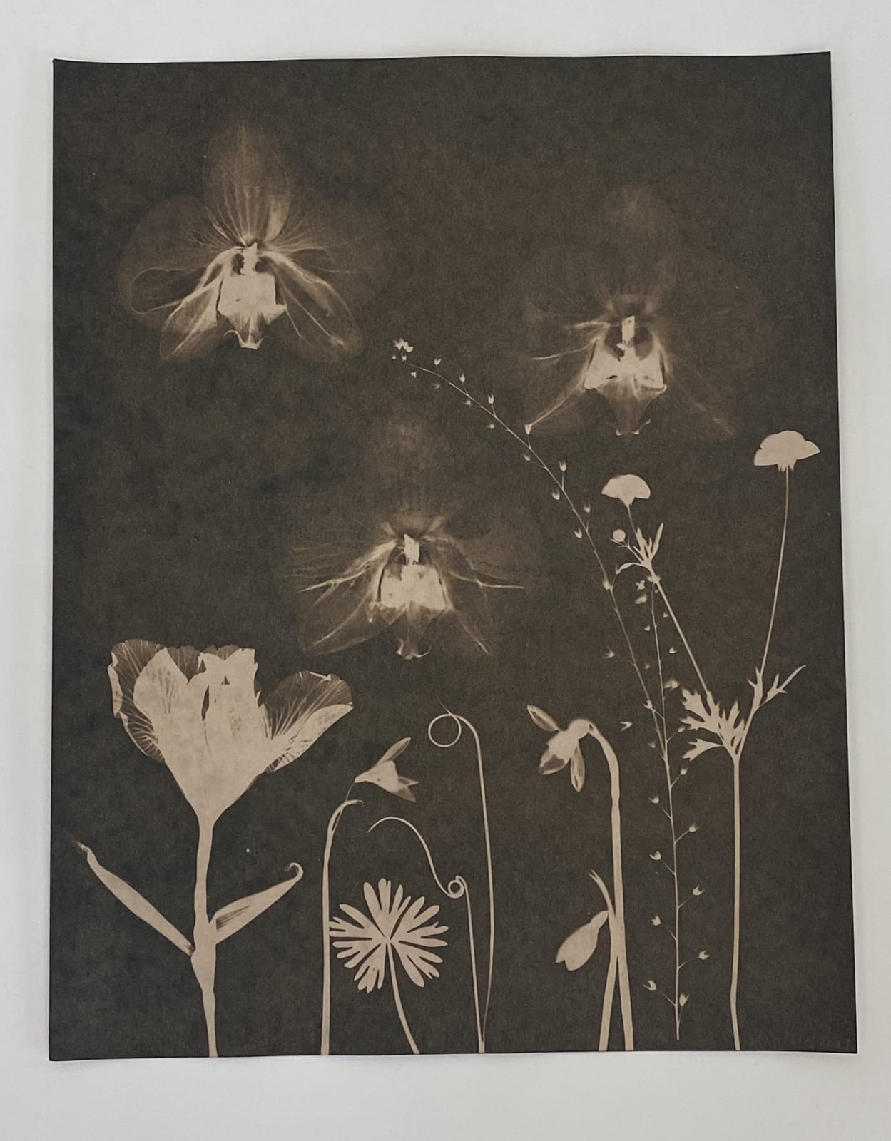 Julia Whitney Barnes, Cyanotype Painting (Tea Toned Orchids, Snow Drops, Forget Me Nots, etc), 2021