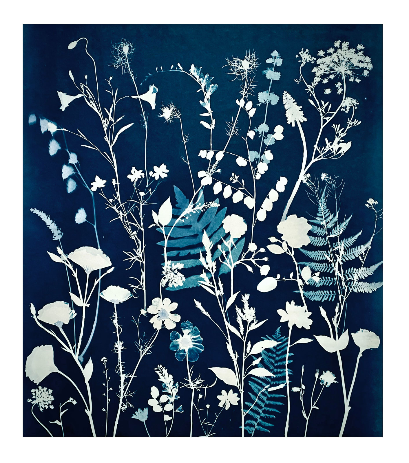 Julia Whitney Barnes, Nocturnal Nature (Queen Anne's Lace, Cosmos, Ferns), 2021–'23