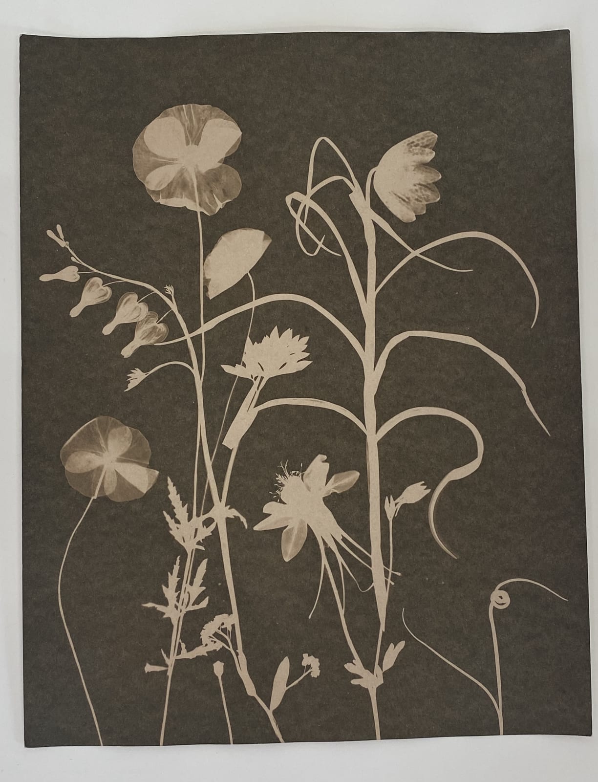 Julia Whitney Barnes, Cyanotype Painting (Tea Toned Poppies, Fritillaria, Bleeding Hearts), 2021