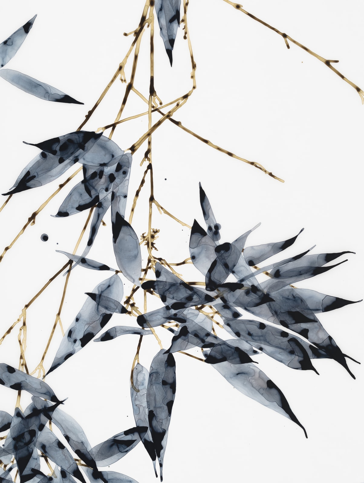 Jackie Battenfield, Darkshine Cs1, 2019