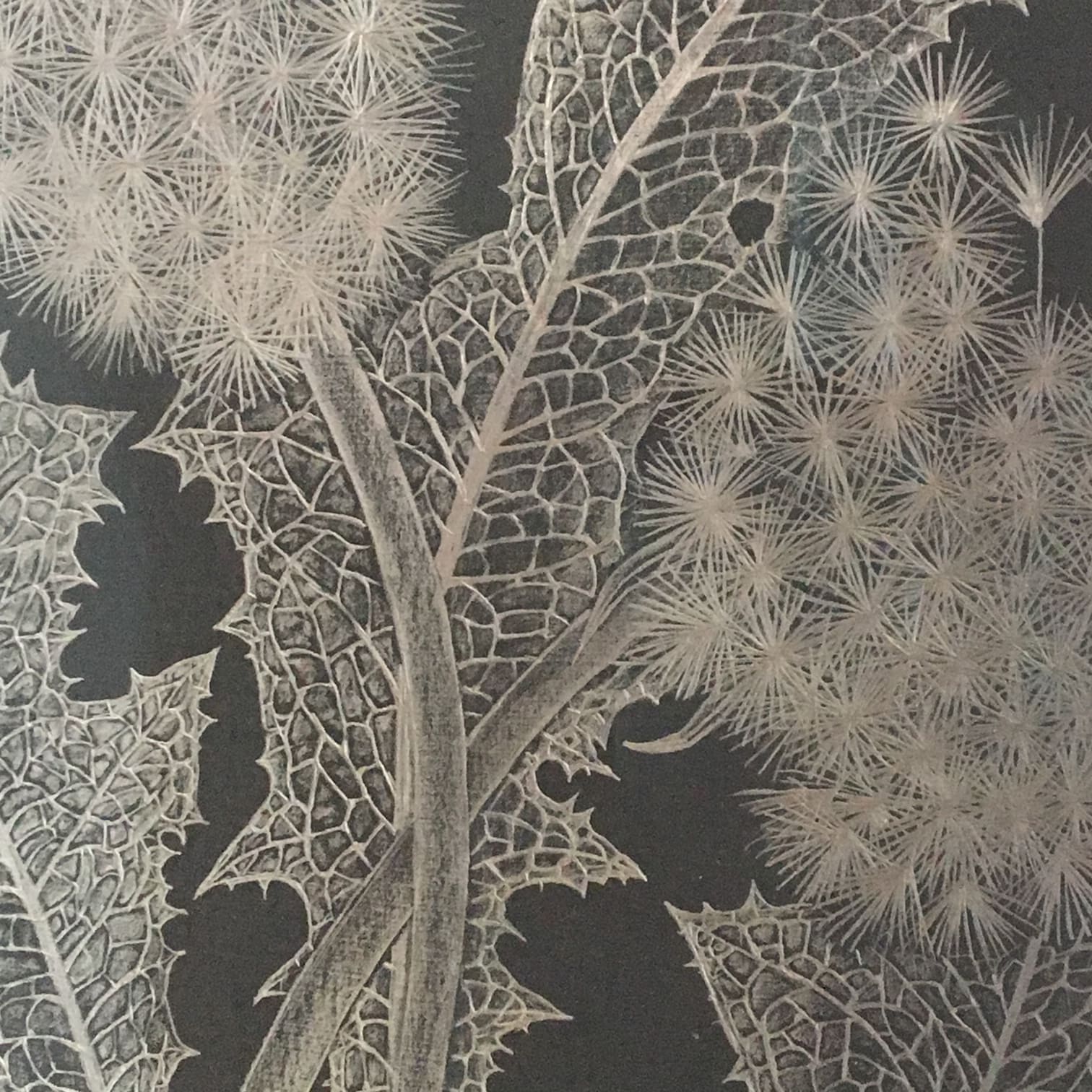 Margot Glass, Two Dandelions 2, 2019