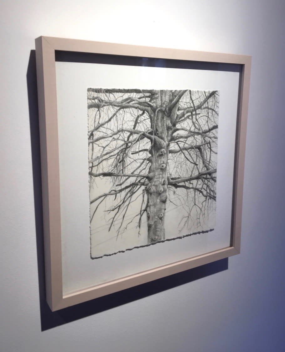 Amy Talluto, Parking Lot Tree in Winter, 2018