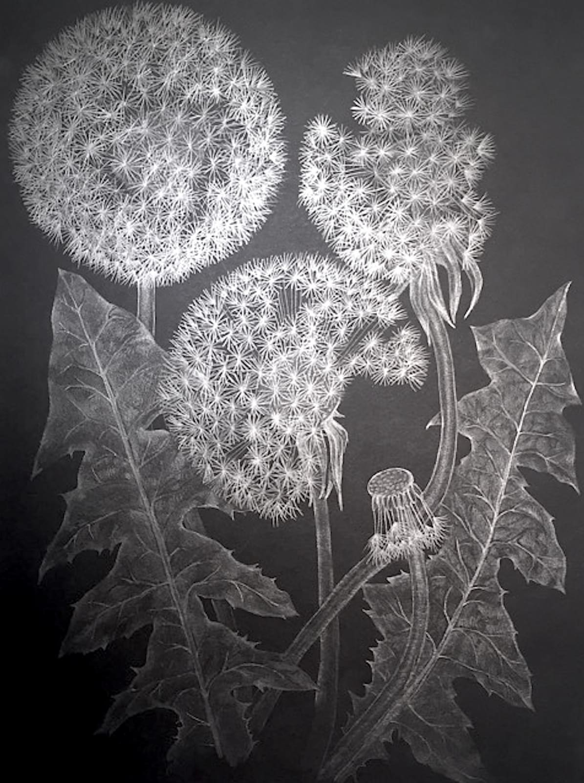 Margot Glass, Three Dandelions with Bud, 2018