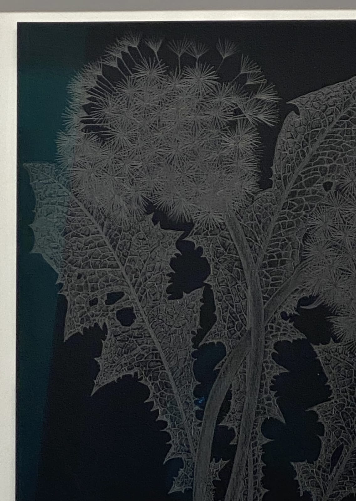 Margot Glass, Two Dandelions 2, 2019