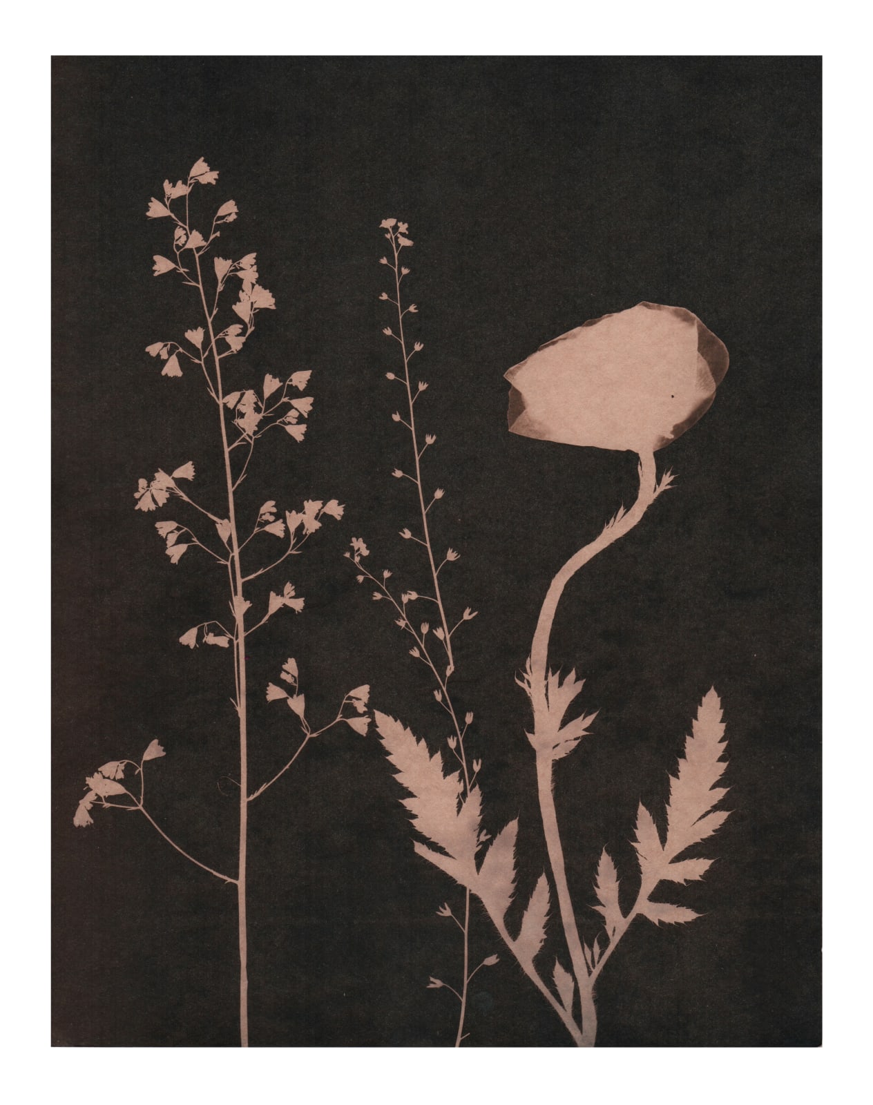 Julia Whitney Barnes, Cyanotype Painting (Tea Toned Poppies, Forget Me Nots, etc), 2021