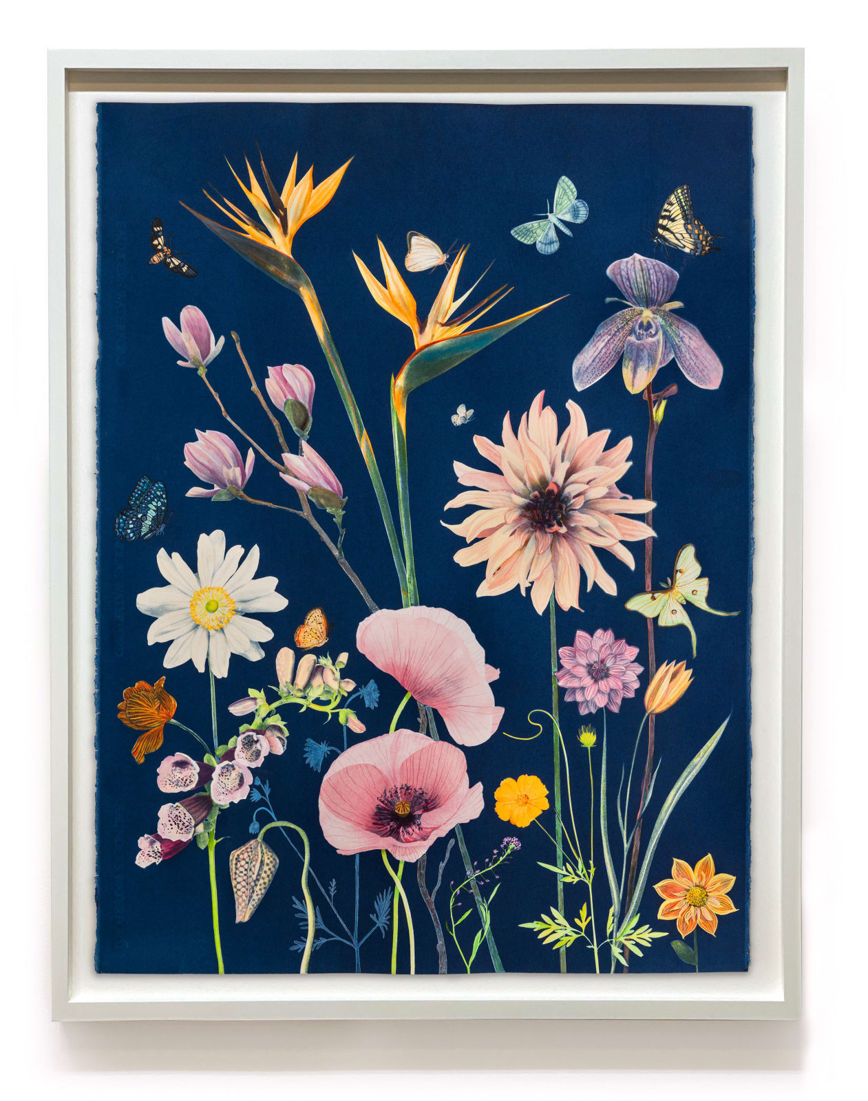 Julia Whitney Barnes, Picturesque Botany (Dahlia, Bird of Paradise, Poppies, Foxglove, Pollinators, etc.), 2025