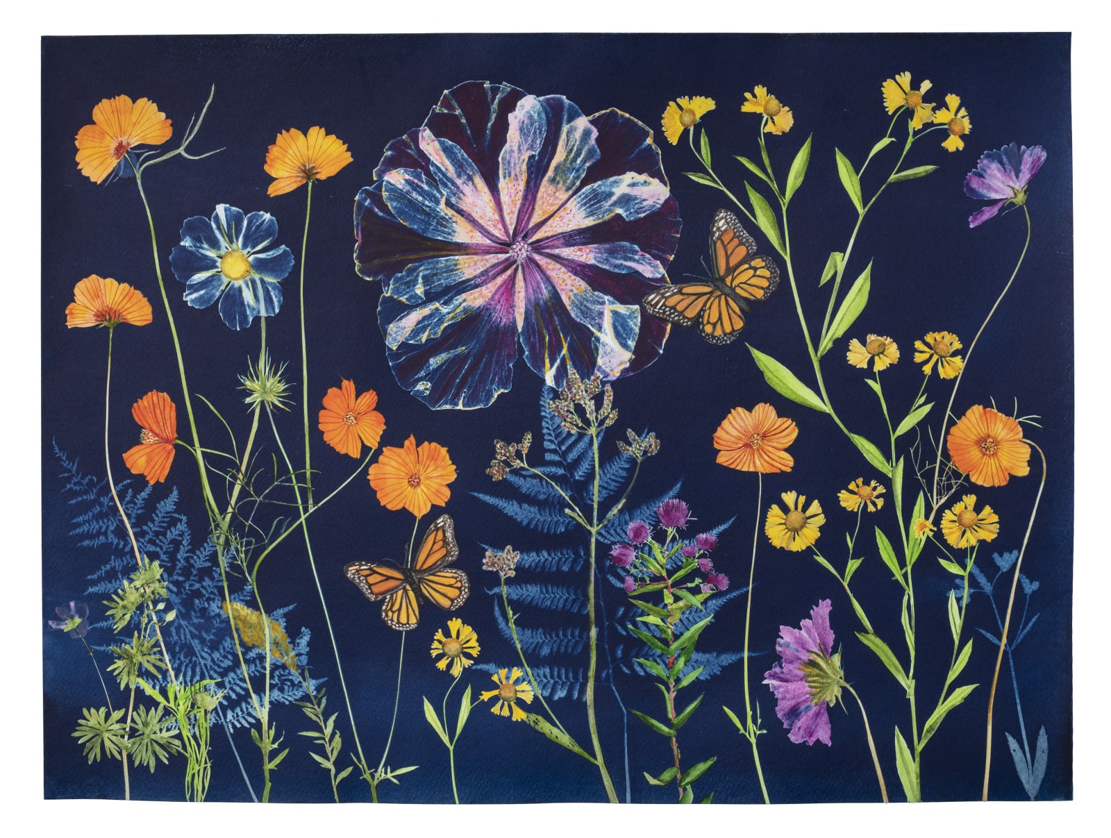 Julia Whitney Barnes, Cyanotype Painting (Poppies, Cosmos, Hibiscus, Monarchs, Ferns, etc.), 2021