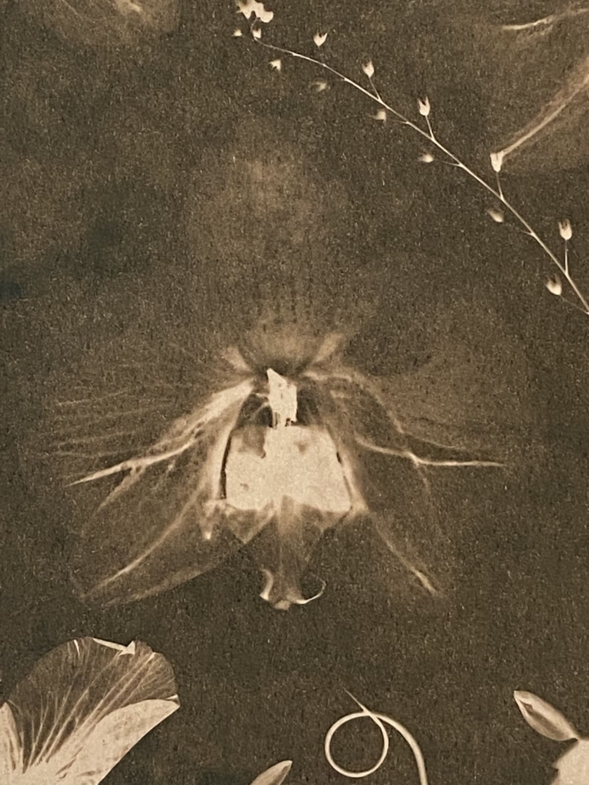 Julia Whitney Barnes, Cyanotype Painting (Tea Toned Orchids, Snow Drops, Forget Me Nots, etc), 2021