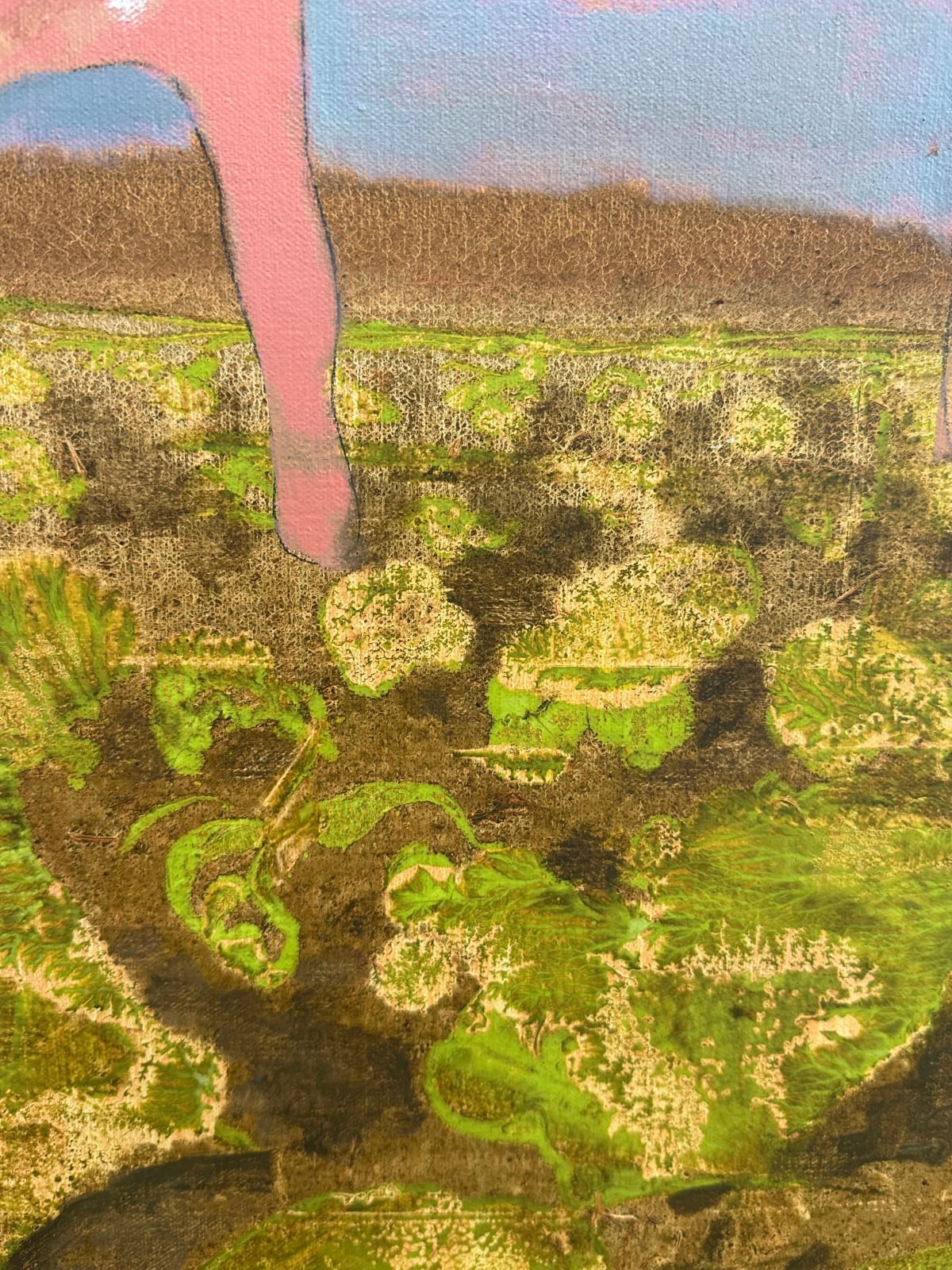 David Konigsberg, Cabbage Field, 2023