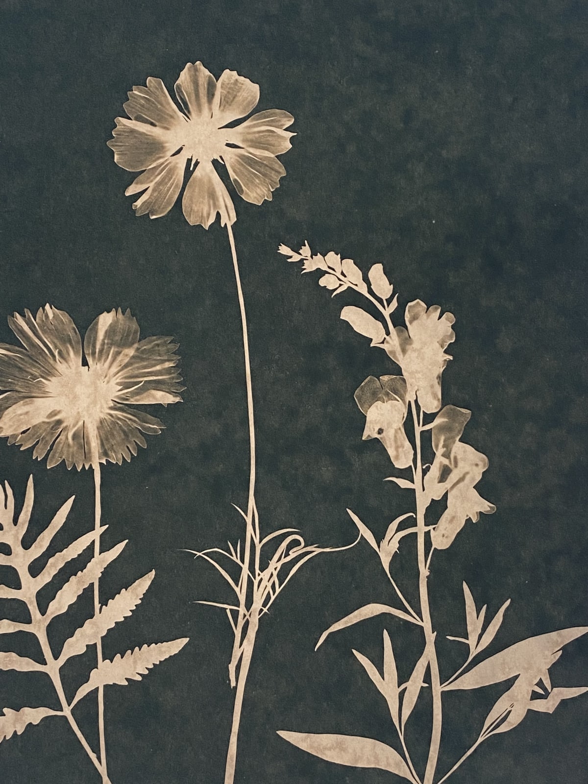 Julia Whitney Barnes, Cyanotype Painting (Tea Toned Cosmos, Sweet Peas, Fern, etc) , 2021