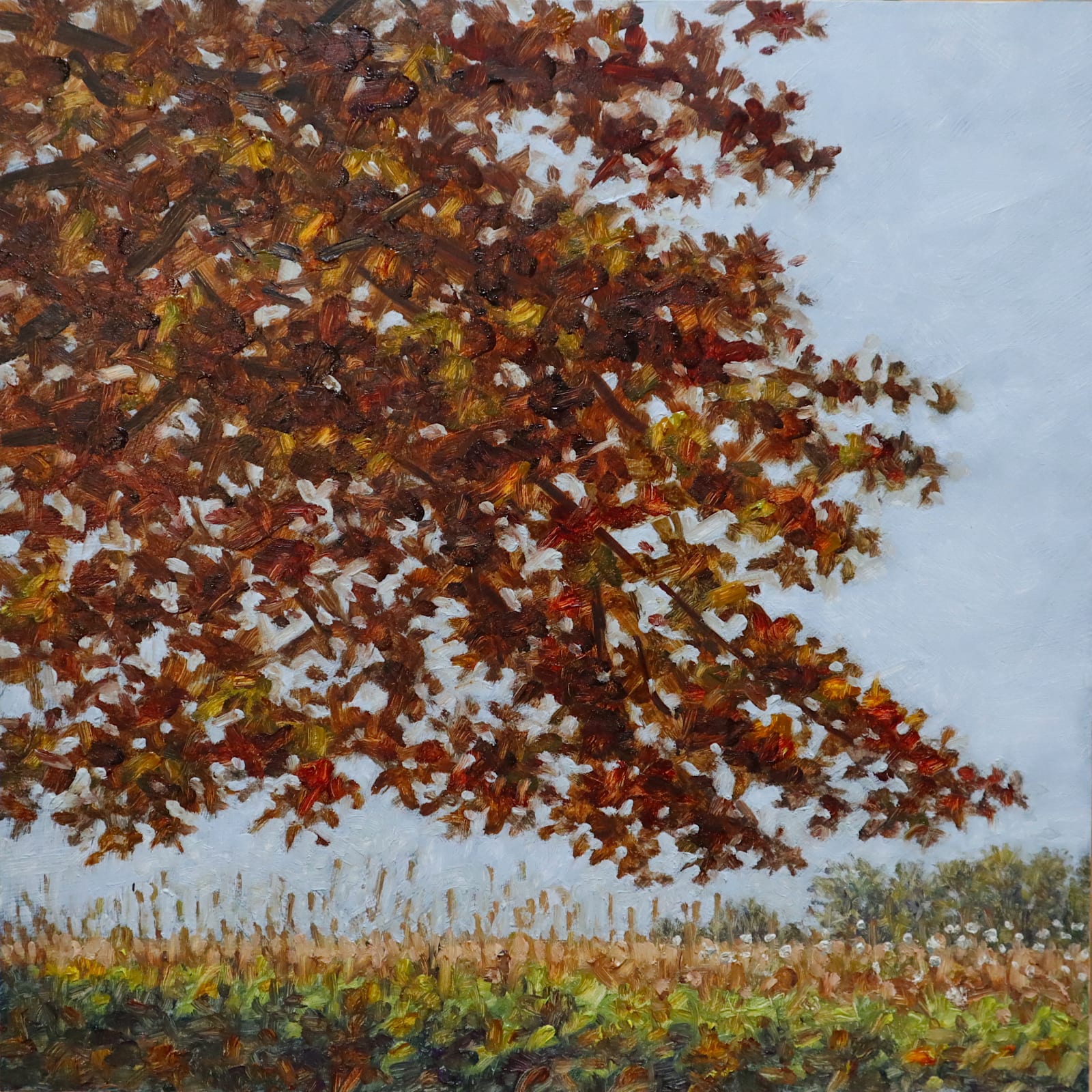 Thomas Sarrantonio, Field Study November 5, 2020