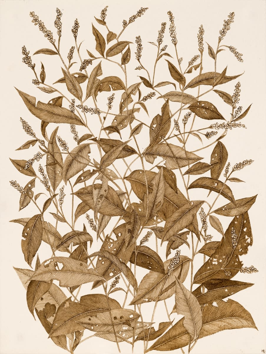 Margot Glass, Lady's Thumb 1, 2024