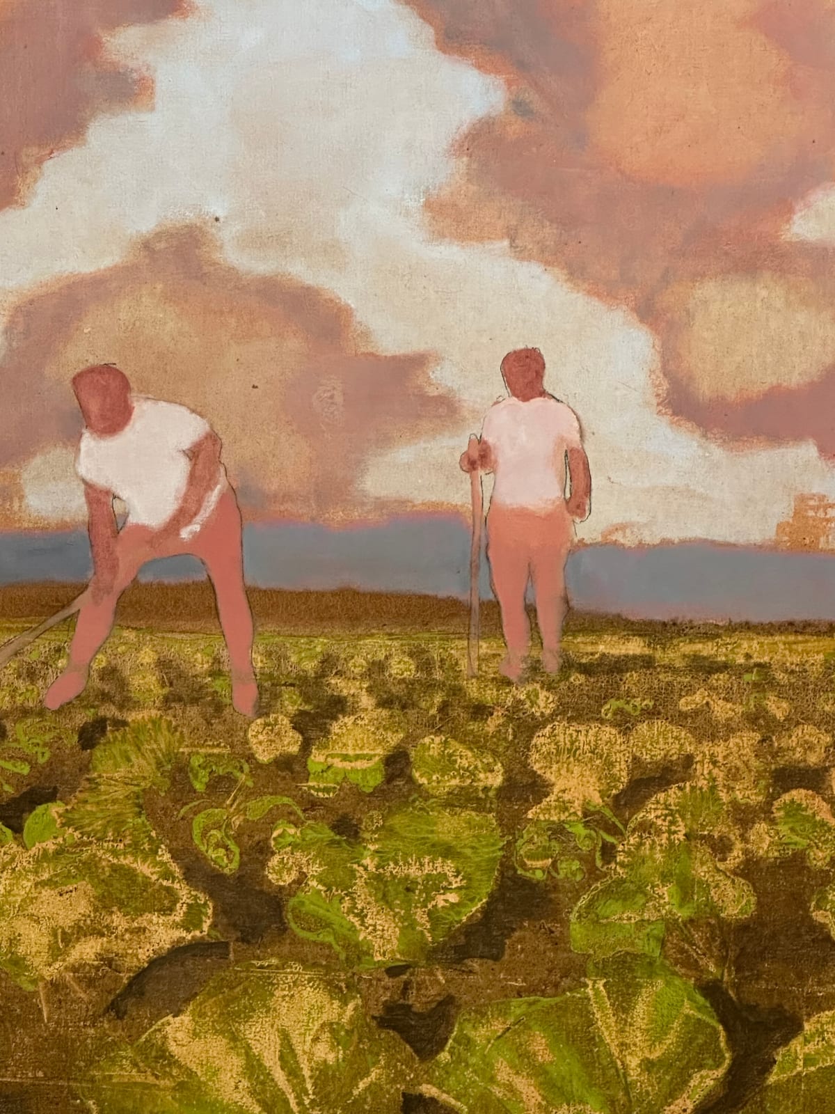 David Konigsberg, Cabbage Field, 2023