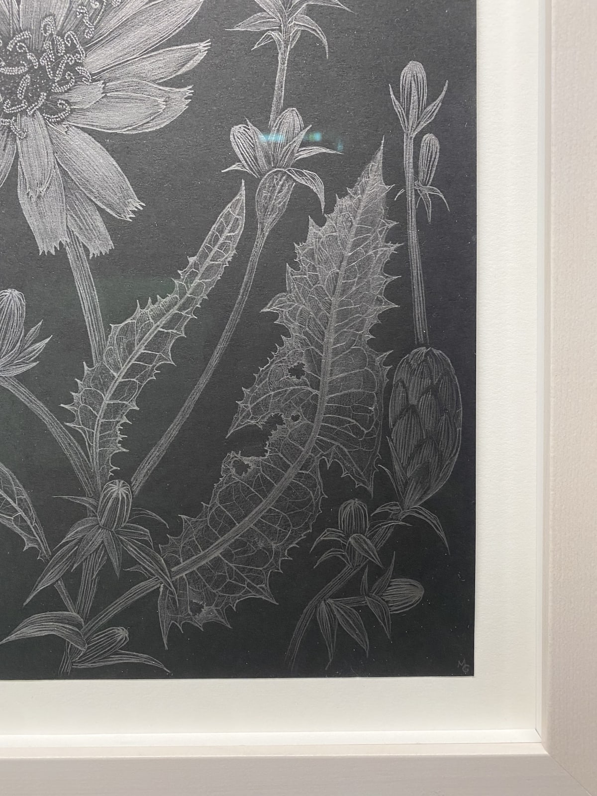 Margot Glass, Chicory 1, 2022