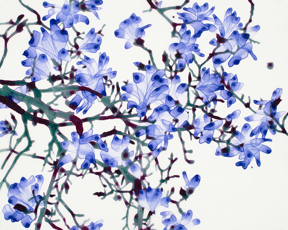 Jackie Battenfield, Tip Top Cs1