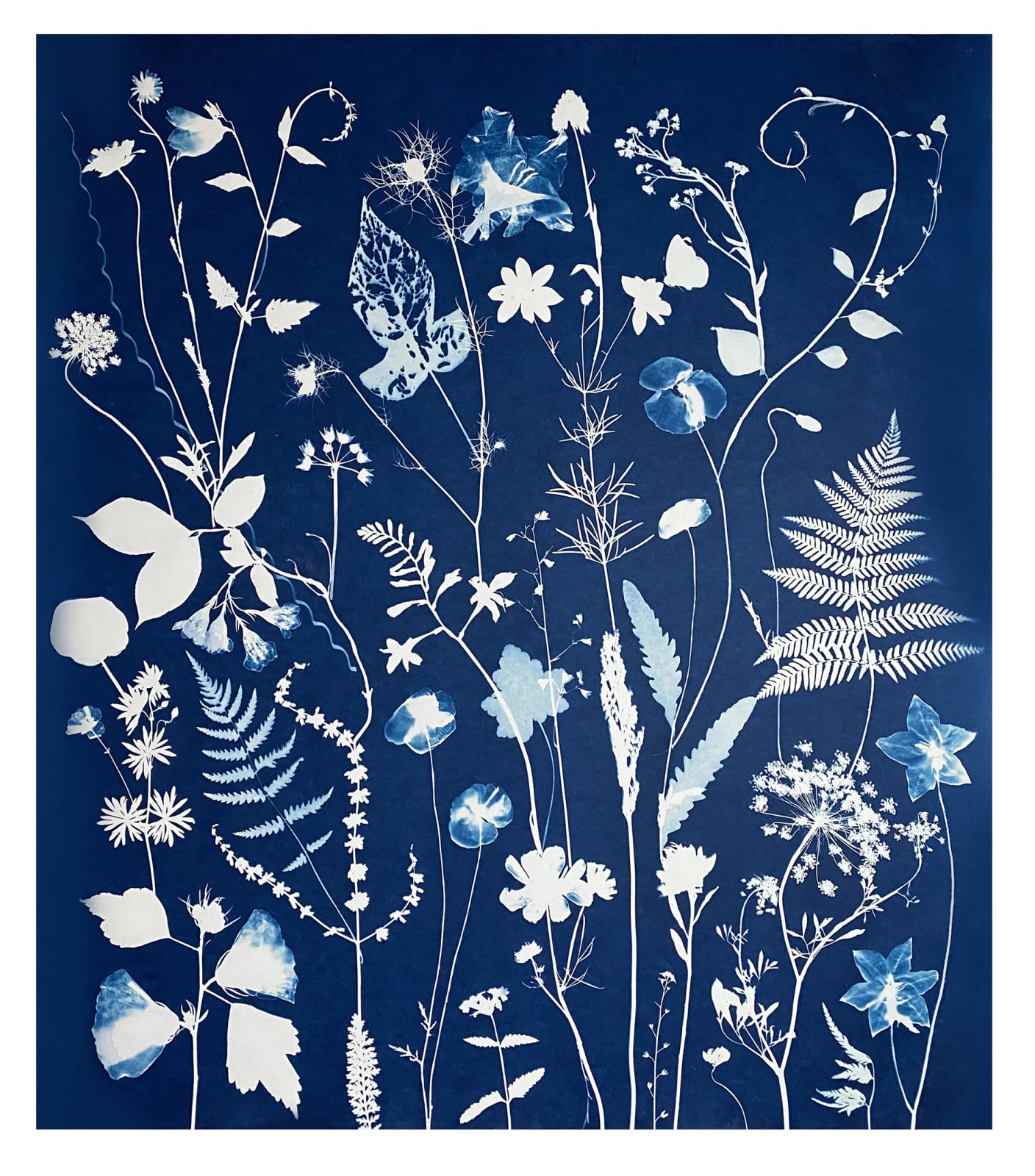 Julia Whitney Barnes, Cyanotype Painting (Poppies, Cosmos, Rose of Sharon, Ferns, Queen Anne’s Lace), 2020