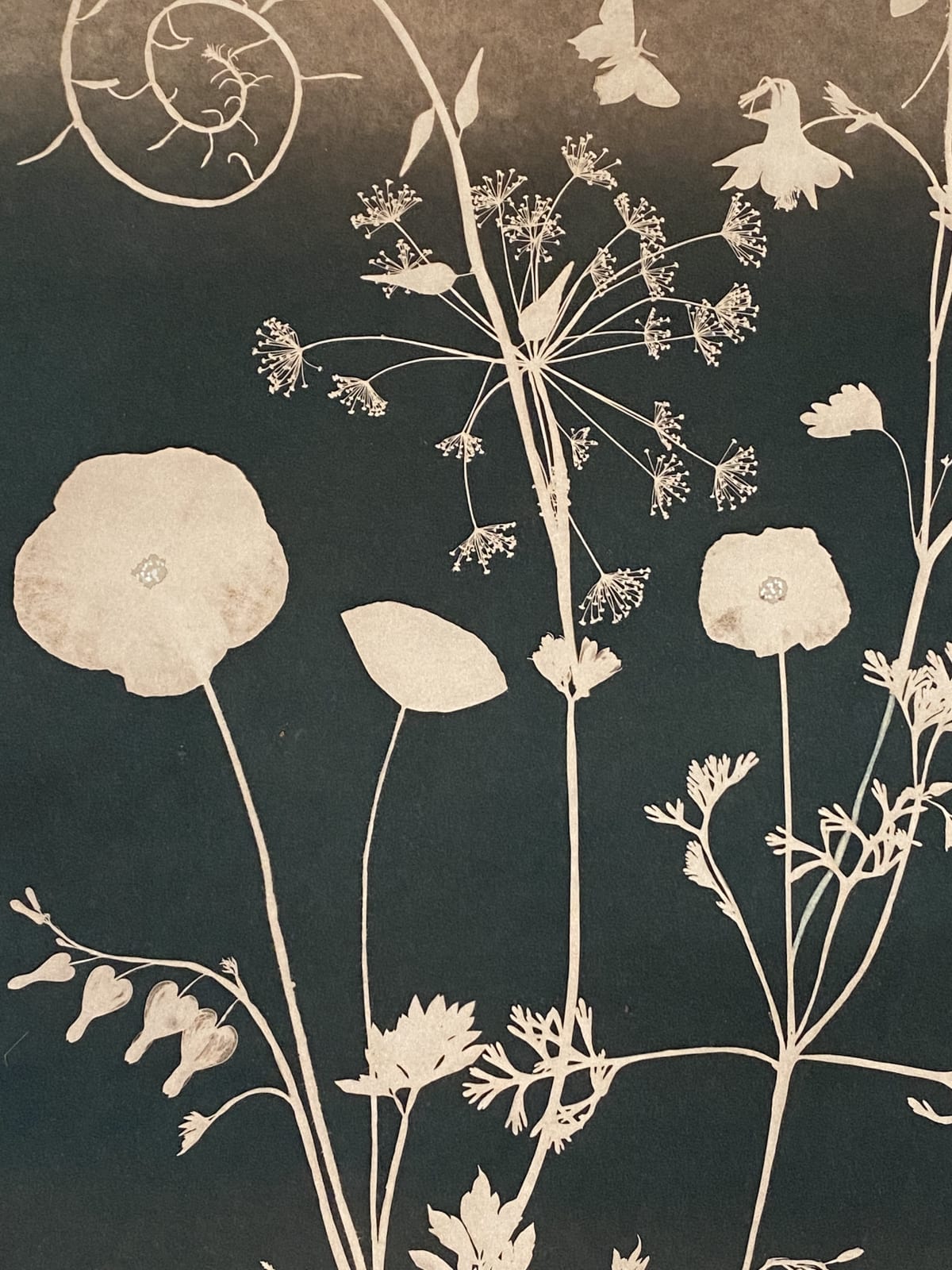 Julia Whitney Barnes, Cyanotype Painting (Tea Toned Poppies, Bleeding Hearts, Humming Bird, etc.), 2021