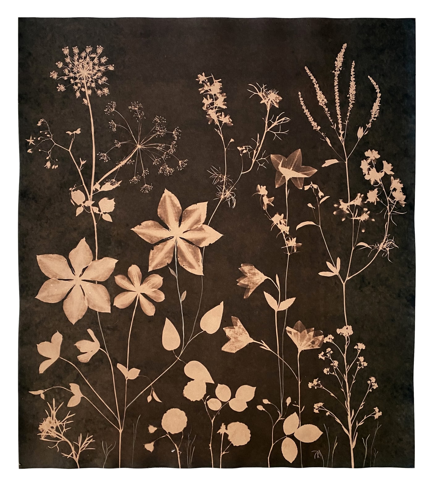 Julia Whitney Barnes, Cyanotype Painting (Tea Toned Clematis, Queen Anne's Lace, Forget Me Nots, etc.), 2021