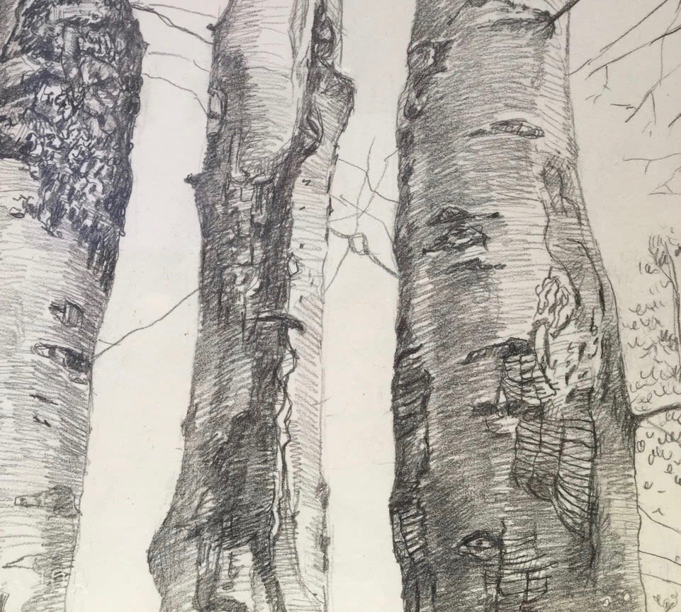 Amy Talluto, Three Beech Trees, 2019
