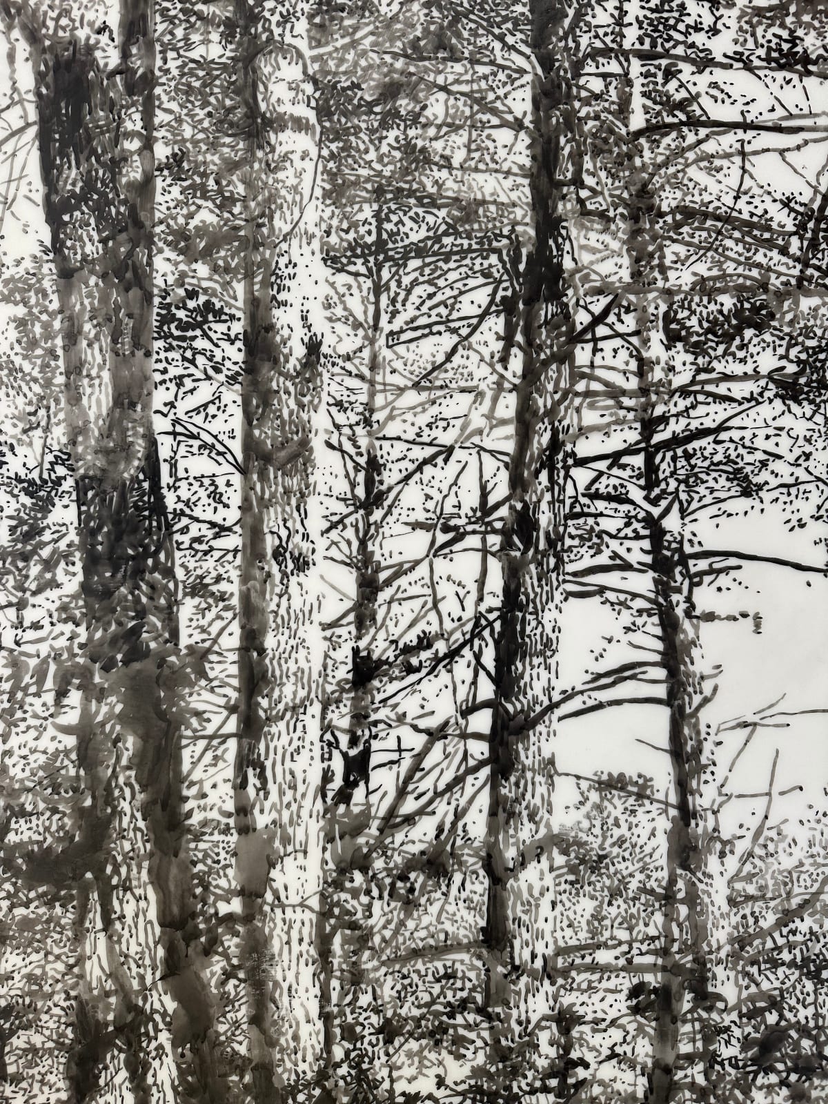 Andrea Kantrowitz, Tall Trees, 2024