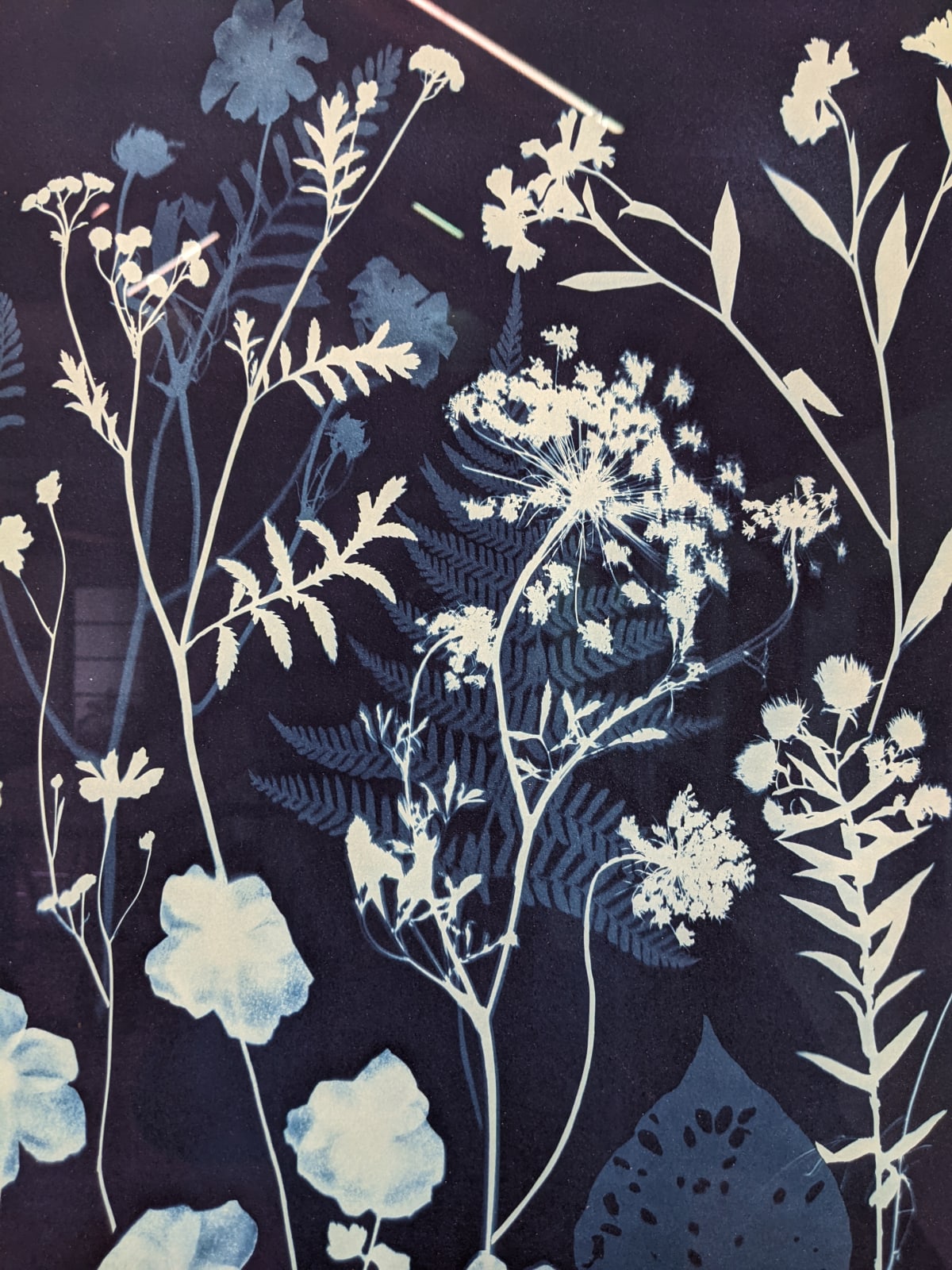 Julia Whitney Barnes, Cyanotype Painting (Anemones, Rose of Sharon, Queen Anne's Lace, Floor Pattern), 2021