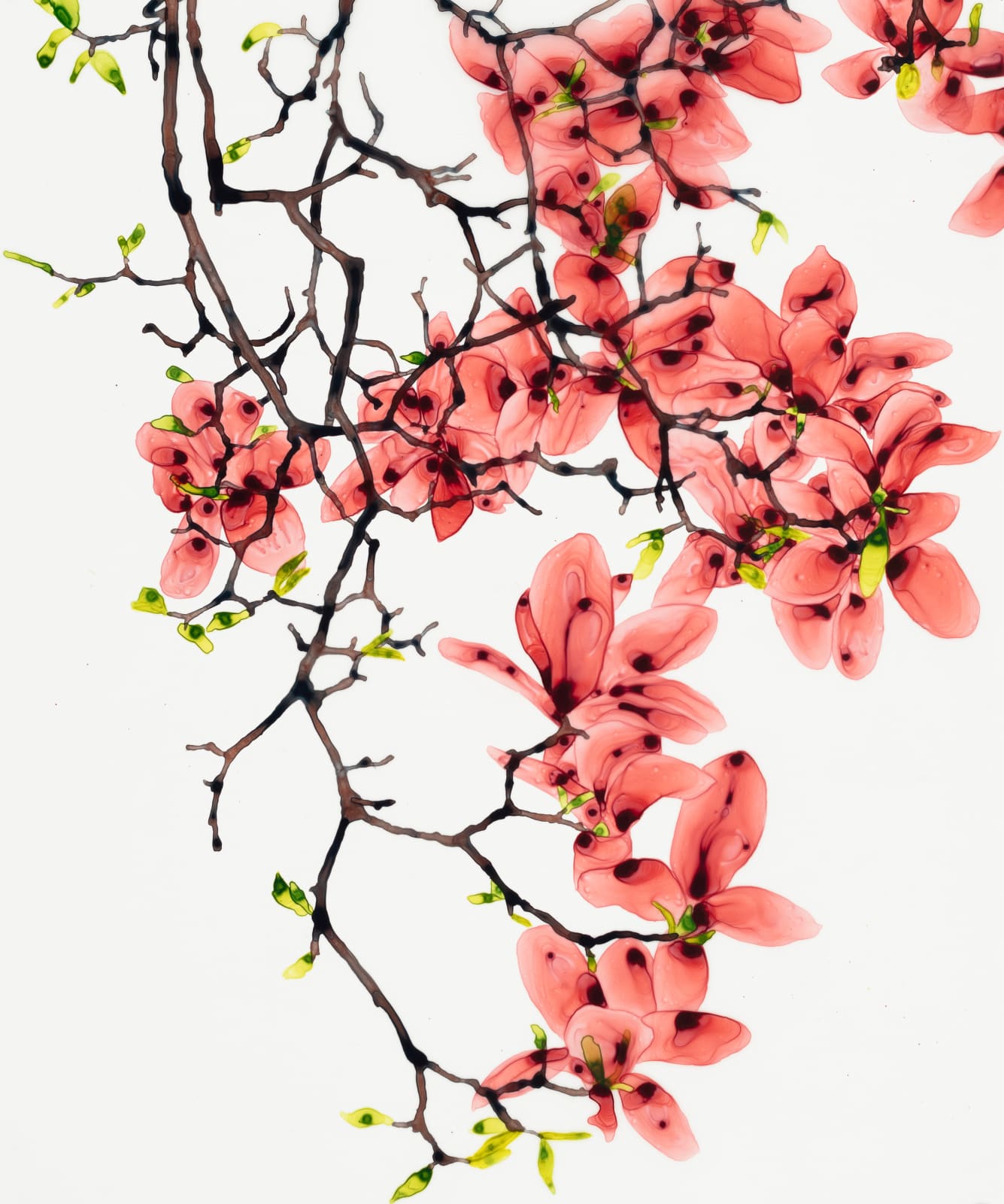 Jackie Battenfield, Blossoming cs1, 2025