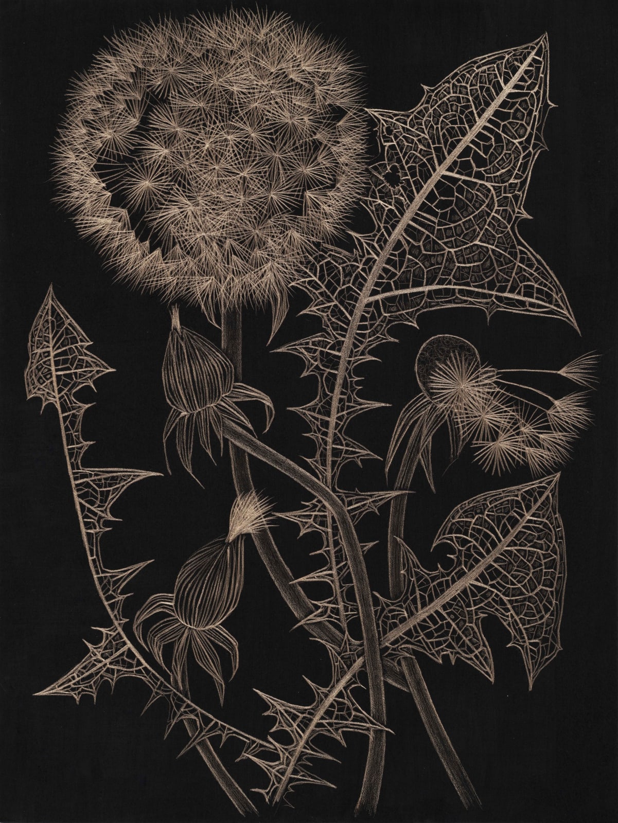 Margot Glass, Dandelion with Two Buds, 2025
