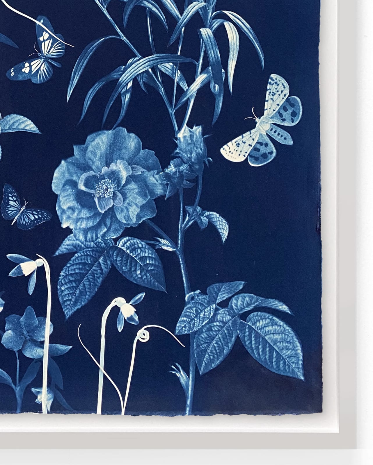 Julia Whitney Barnes, Cyanotype Painting (Roses, Snowdrops, Pollinators, etc.), 2021