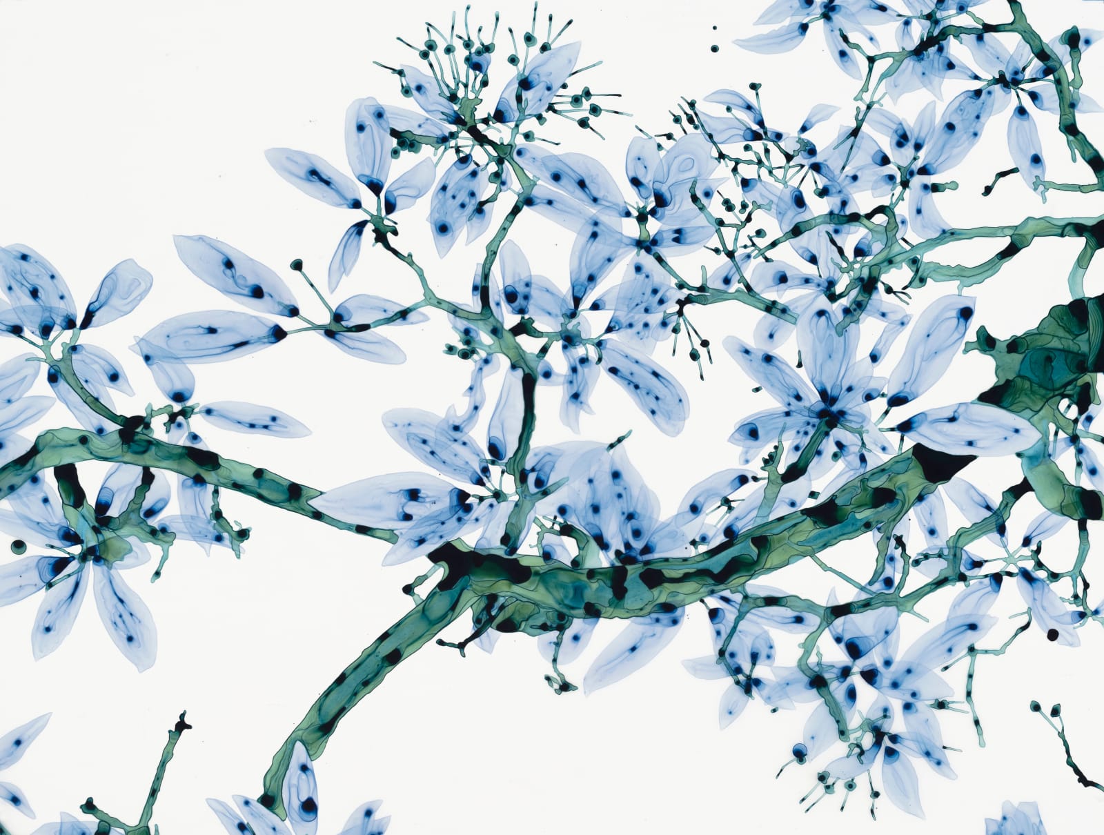 Jackie Battenfield, Perse Cs2, 2023