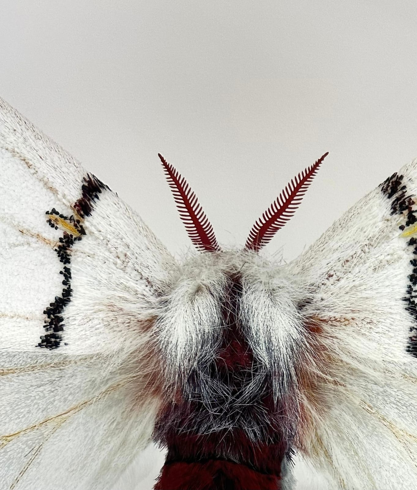 Joseph Scheer, Hemileuca neomoegeni female, 2006